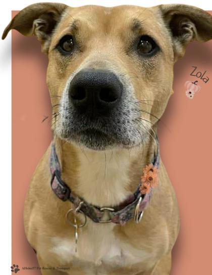 Zola, an adoptable Shar-Pei, Mixed Breed in De Soto, IA, 50069 | Photo Image 1