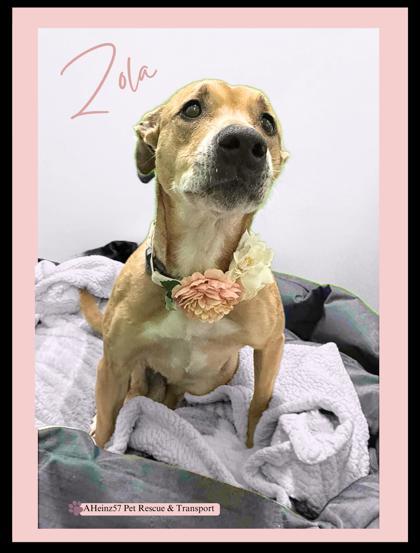 Zola, an adoptable Terrier, Mixed Breed in De Soto, IA, 50069 | Photo Image 1