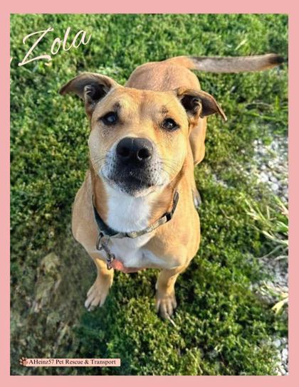 Zola, an adoptable Terrier, Mixed Breed in De Soto, IA, 50069 | Photo Image 1