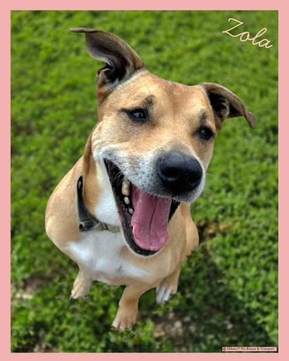 Zola, an adoptable Terrier, Mixed Breed in De Soto, IA, 50069 | Photo Image 1