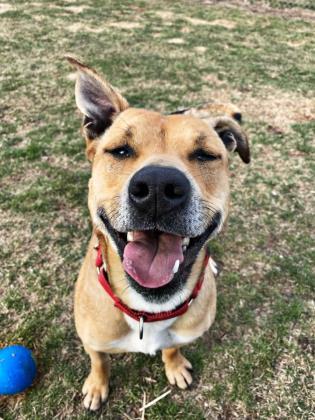 Zola, an adoptable Shar-Pei, Mixed Breed in De Soto, IA, 50069 | Photo Image 2