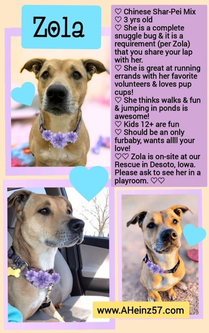 Zola, an adoptable Shar-Pei, Mixed Breed in De Soto, IA, 50069 | Photo Image 3