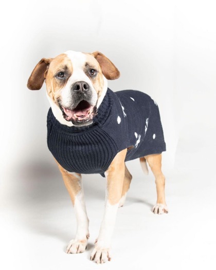 Samuel, an adoptable Boxer, Mixed Breed in De Soto, IA, 50069 | Photo Image 1