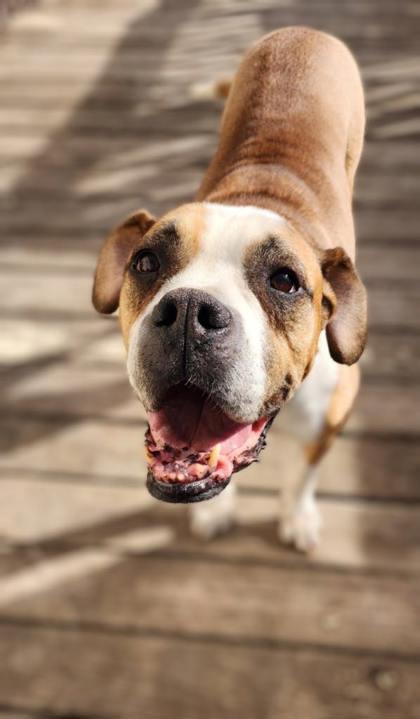 Samuel, an adoptable Boxer, Mixed Breed in De Soto, IA, 50069 | Photo Image 1