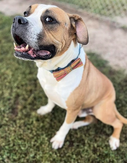 Samuel, an adoptable Boxer, Mixed Breed in De Soto, IA, 50069 | Photo Image 2