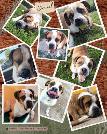 Samuel, an adoptable Boxer, Mixed Breed in De Soto, IA, 50069 | Photo Image 2