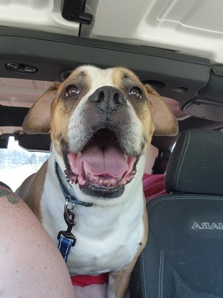 Samuel, an adoptable Boxer, Mixed Breed in De Soto, IA, 50069 | Photo Image 2