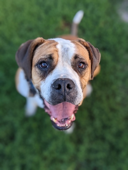 Samuel, an adoptable Boxer, Mixed Breed in De Soto, IA, 50069 | Photo Image 3