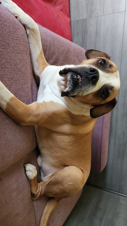 Samuel, an adoptable Boxer, Mixed Breed in De Soto, IA, 50069 | Photo Image 3