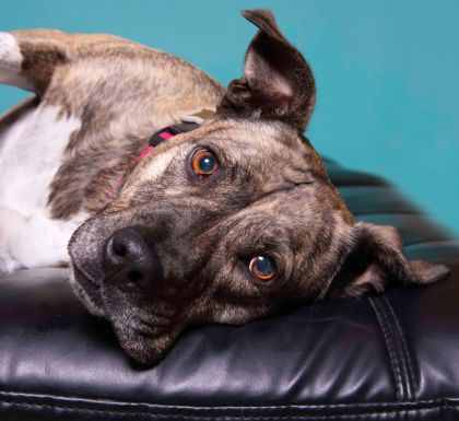 Ginger Good, an adoptable Pit Bull Terrier, Mixed Breed in De Soto, IA, 50069 | Photo Image 1