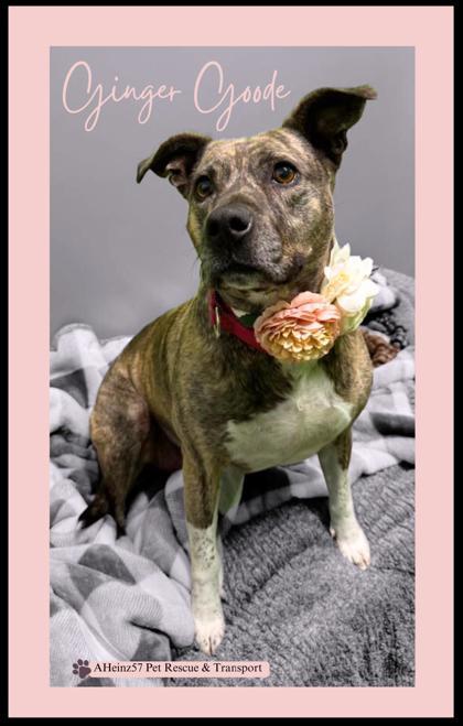 Ginger Good, an adoptable Pit Bull Terrier, Mixed Breed in De Soto, IA, 50069 | Photo Image 1