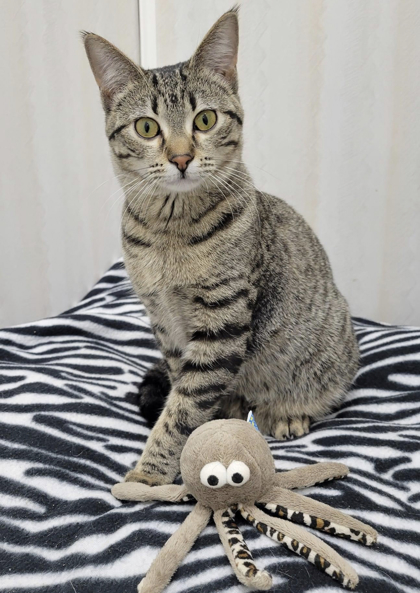 Cameow, an adoptable Domestic Short Hair in De Soto, IA, 50069 | Photo Image 1