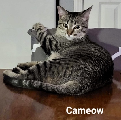 Cameow, an adoptable Domestic Short Hair in De Soto, IA, 50069 | Photo Image 2