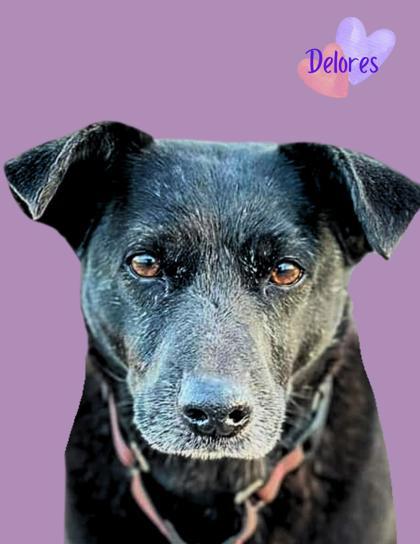 Delores, an adoptable Labrador Retriever, Mixed Breed in De Soto, IA, 50069 | Photo Image 1