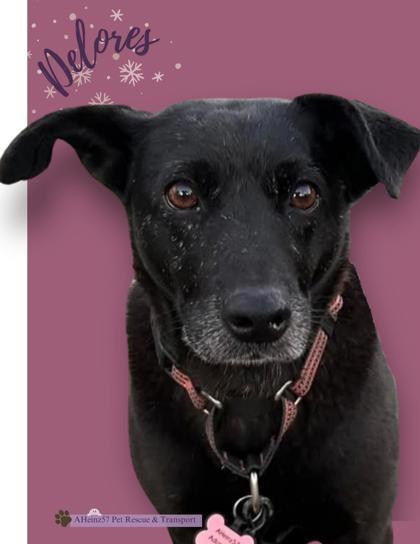 Delores, an adoptable Labrador Retriever, Mixed Breed in De Soto, IA, 50069 | Photo Image 1