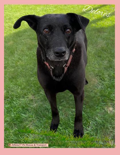 Delores, an adoptable Labrador Retriever, Mixed Breed in De Soto, IA, 50069 | Photo Image 1