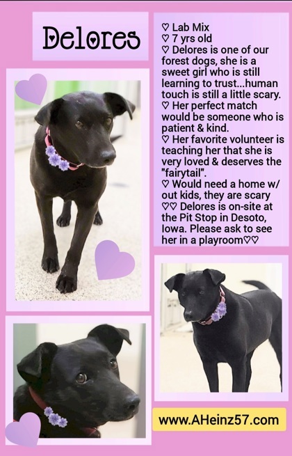 Delores, an adoptable Labrador Retriever, Mixed Breed in De Soto, IA, 50069 | Photo Image 2