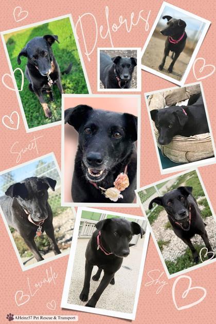 Delores, an adoptable Labrador Retriever, Mixed Breed in De Soto, IA, 50069 | Photo Image 2