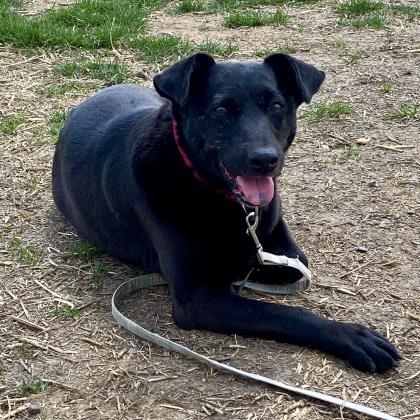 Delores, an adoptable Labrador Retriever, Mixed Breed in De Soto, IA, 50069 | Photo Image 3