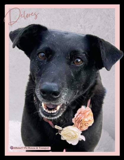 Delores, an adoptable Labrador Retriever, Mixed Breed in De Soto, IA, 50069 | Photo Image 3