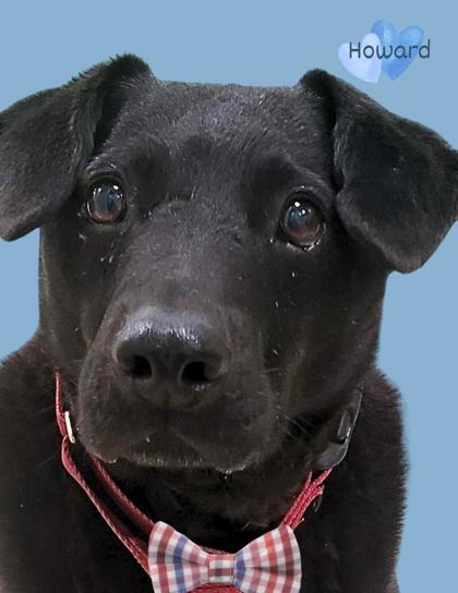 Howard, an adoptable Labrador Retriever, Mixed Breed in De Soto, IA, 50069 | Photo Image 1