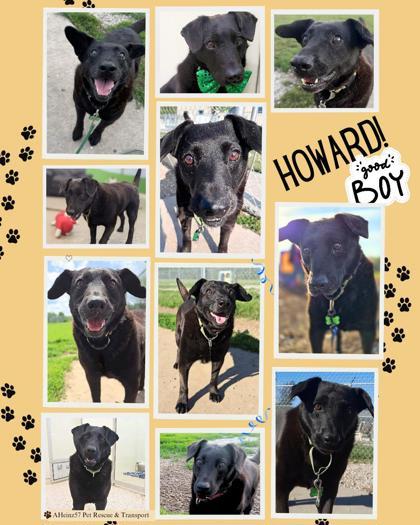 Howard, an adoptable Labrador Retriever, Mixed Breed in De Soto, IA, 50069 | Photo Image 2