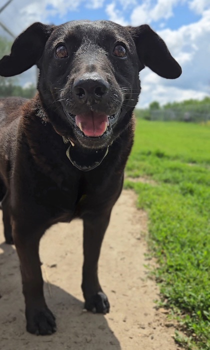 Howard, an adoptable Labrador Retriever, Mixed Breed in De Soto, IA, 50069 | Photo Image 3