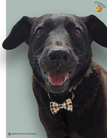 Howard, an adoptable Labrador Retriever, Mixed Breed in De Soto, IA, 50069 | Photo Image 3