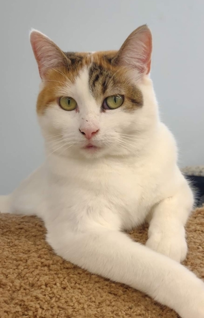 Sierra, an adoptable Domestic Short Hair in De Soto, IA, 50069 | Photo Image 1