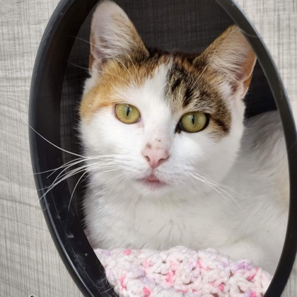 Sierra, an adoptable Domestic Short Hair in De Soto, IA, 50069 | Photo Image 2