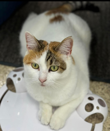 Sierra, an adoptable Domestic Short Hair in De Soto, IA, 50069 | Photo Image 2