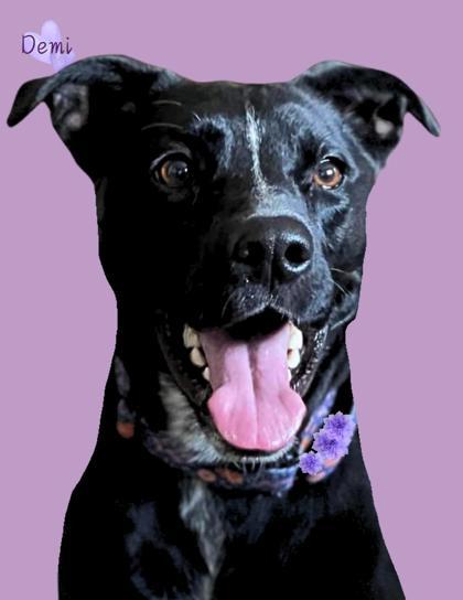Demi, an adoptable Labrador Retriever, Mixed Breed in De Soto, IA, 50069 | Photo Image 1