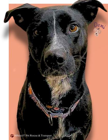 Demi, an adoptable Labrador Retriever, Mixed Breed in De Soto, IA, 50069 | Photo Image 1