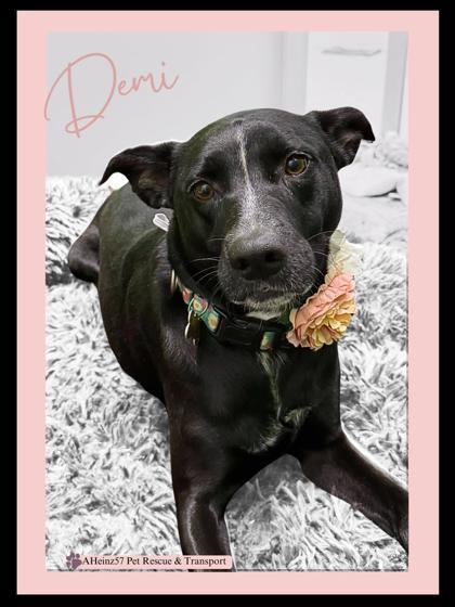 Demi, an adoptable Labrador Retriever, Mixed Breed in De Soto, IA, 50069 | Photo Image 1