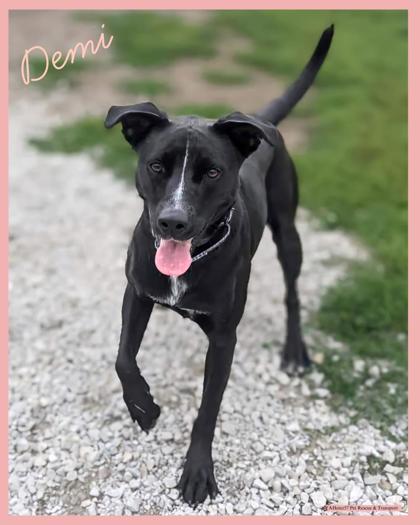 Demi, an adoptable Labrador Retriever, Mixed Breed in De Soto, IA, 50069 | Photo Image 1