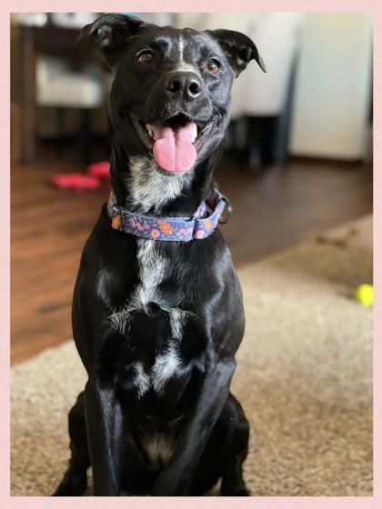 Demi, an adoptable Labrador Retriever, Mixed Breed in De Soto, IA, 50069 | Photo Image 2