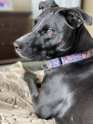 Demi, an adoptable Labrador Retriever, Mixed Breed in De Soto, IA, 50069 | Photo Image 3