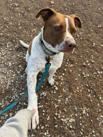 Meet the puppies from AHeinz57 Pet Rescue in De Soto