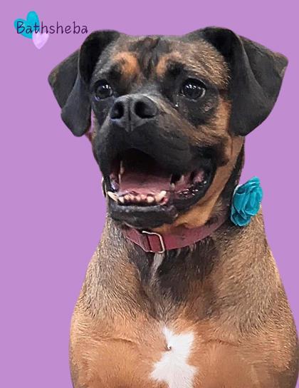 Bathsheba, an adoptable Boxer, Mixed Breed in De Soto, IA, 50069 | Photo Image 1