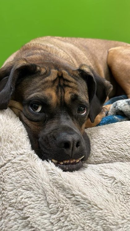 Bathsheba, an adoptable Boxer, Mixed Breed in De Soto, IA, 50069 | Photo Image 2