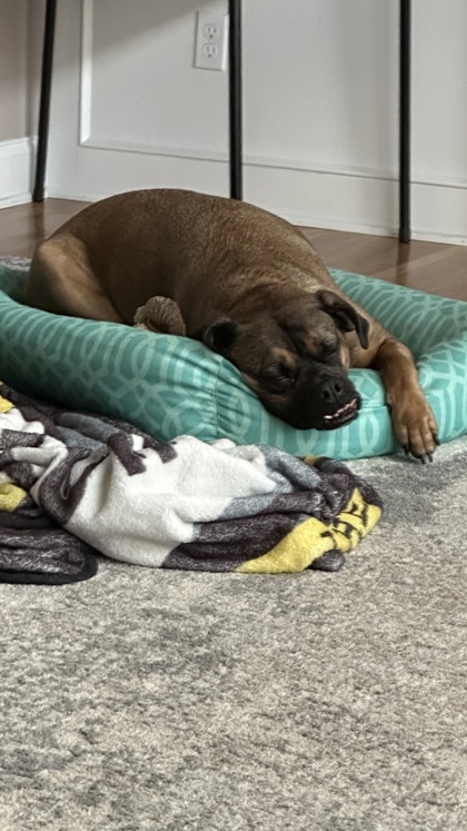 Bathsheba, an adoptable Boxer, Mixed Breed in De Soto, IA, 50069 | Photo Image 2