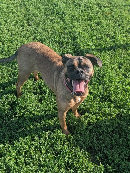 Bathsheba, an adoptable Boxer, Mixed Breed in De Soto, IA, 50069 | Photo Image 3