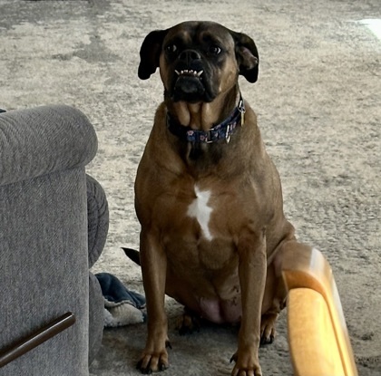 Bathsheba, an adoptable Boxer, Mixed Breed in De Soto, IA, 50069 | Photo Image 3