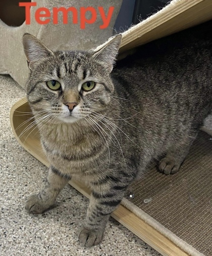 Tempy bonded to Angela, an adoptable Domestic Short Hair in De Soto, IA, 50069 | Photo Image 1