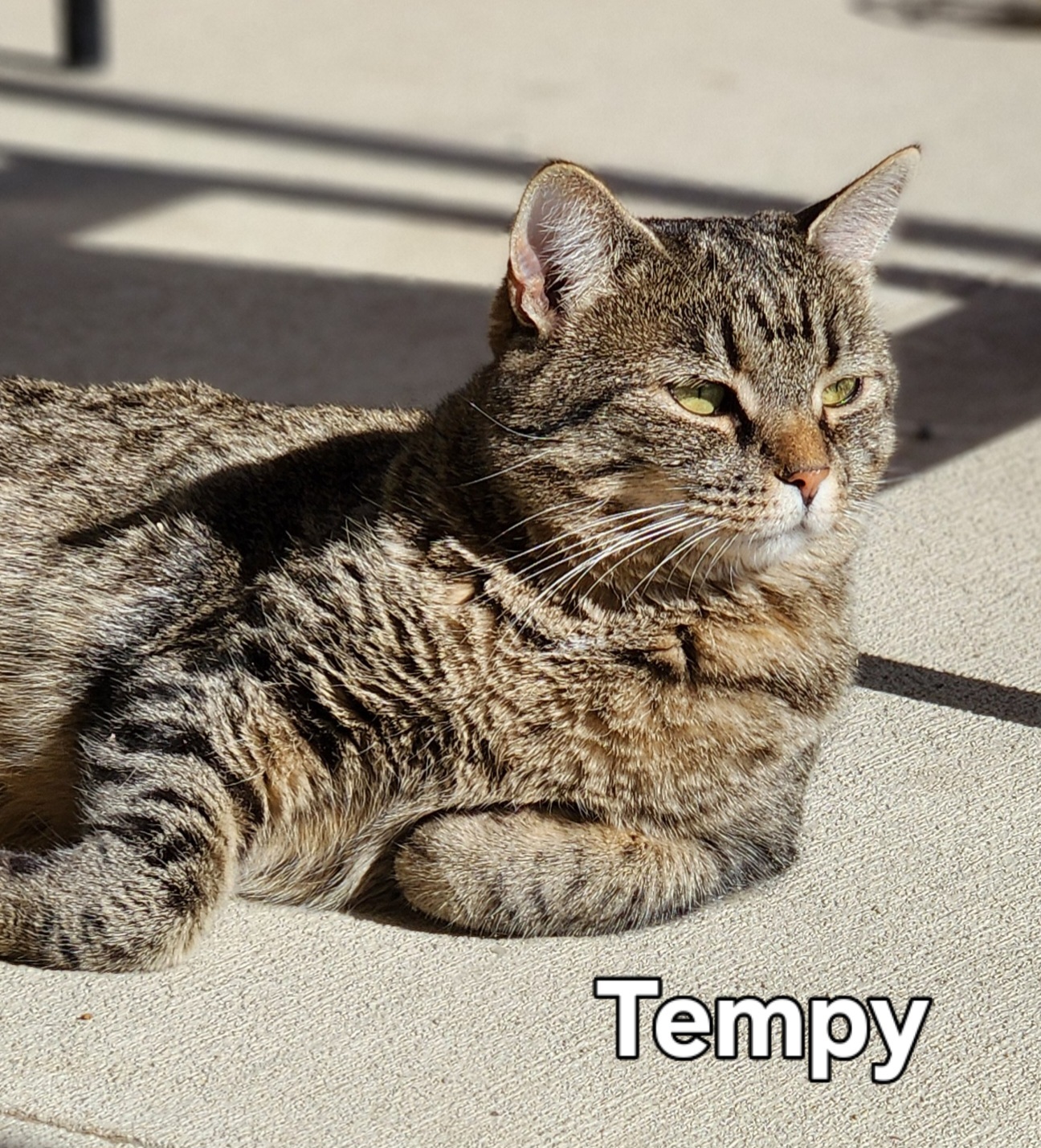 Tempy bonded to Angela, an adoptable Domestic Short Hair in De Soto, IA, 50069 | Photo Image 1