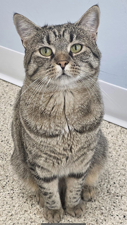 Tempy bonded to Angela, an adoptable Domestic Short Hair in De Soto, IA, 50069 | Photo Image 2