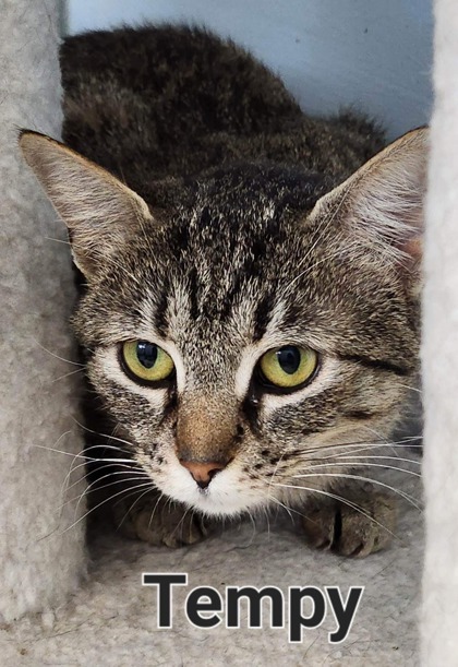 Tempy bonded to Angela, an adoptable Domestic Short Hair in De Soto, IA, 50069 | Photo Image 3