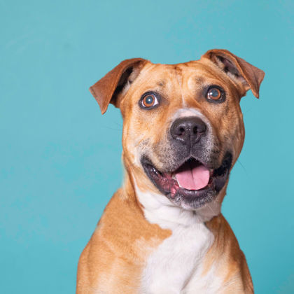Casey, an adoptable Pit Bull Terrier, Mixed Breed in De Soto, IA, 50069 | Photo Image 1