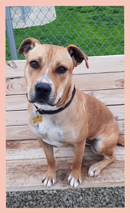 Casey, an adoptable Pit Bull Terrier, Mixed Breed in De Soto, IA, 50069 | Photo Image 2