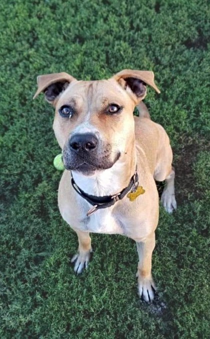 Casey, an adoptable Pit Bull Terrier, Mixed Breed in De Soto, IA, 50069 | Photo Image 3